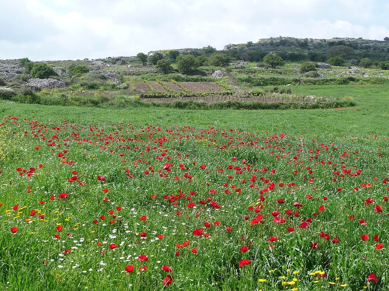 Crete in Spring: Wildflowers, Empty Beaches and Easter Lamb